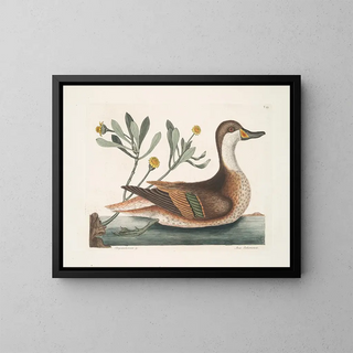 Chrysanthemum and Duck Ilathera - Mark Catesby — framed artwork on a wall