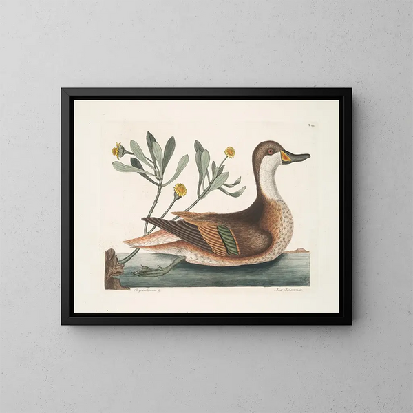 Chrysanthemum and Duck Ilathera - Mark Catesby — framed artwork on a wall