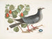 Crowned White Pigeon Plumier with Plum Leaf - Mark Catesby — artwork view