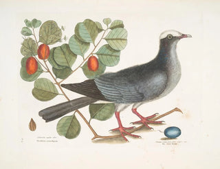 Crowned White Pigeon Plumier with Plum Leaf - Mark Catesby — artwork view