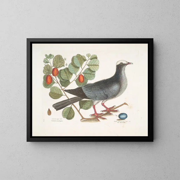 Crowned White Pigeon Plumier with Plum Leaf - Mark Catesby — framed artwork on a wall