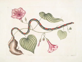 Convolvulus c. The Virginian potato Anguis c. The pearl snake - Mark Catesby — artwork view