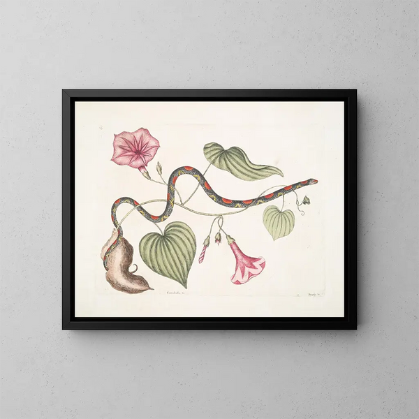 Convolvulus c. The Virginian potato Anguis c. The pearl snake - Mark Catesby — framed artwork on a wall