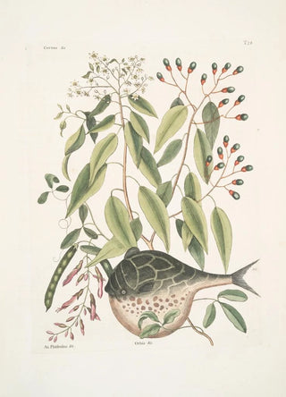 Mark Catesby - Cornus c An Phaseolus c Orbis lvis variegatus The GlobeFish.webp