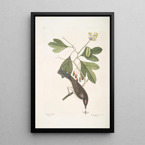 Cornus mas Odorata Sassafras Muscicapa Corona rubra The Tyrant - Mark Catesby — framed artwork on a wall