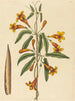 Bignonia capreolata - Mark Catesby — artwork view