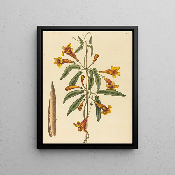 Bignonia capreolata - Mark Catesby — framed artwork on a wall