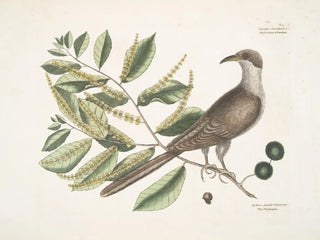 Coucou de Caroline - Mark Catesby — artwork view