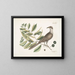 Coucou de Caroline - Mark Catesby — framed artwork on a wall