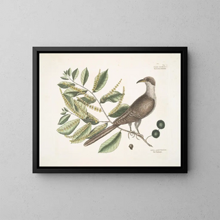 Coucou de Caroline - Mark Catesby — framed artwork on a wall
