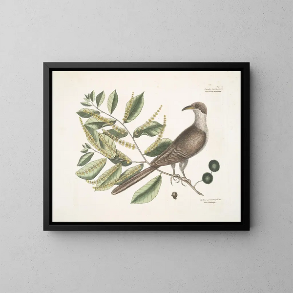 Coucou de Caroline - Mark Catesby — framed artwork on a wall