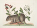 Cuniculus bahamensis, the Bahama coney - Mark Catesby — artwork view