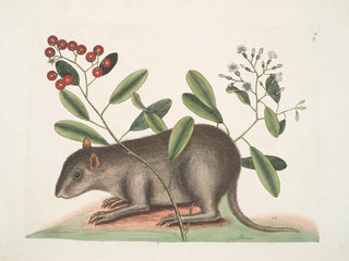Cuniculus bahamensis, the Bahama coney - Mark Catesby — artwork view