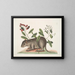 Cuniculus bahamensis, the Bahama coney - Mark Catesby — framed artwork on a wall