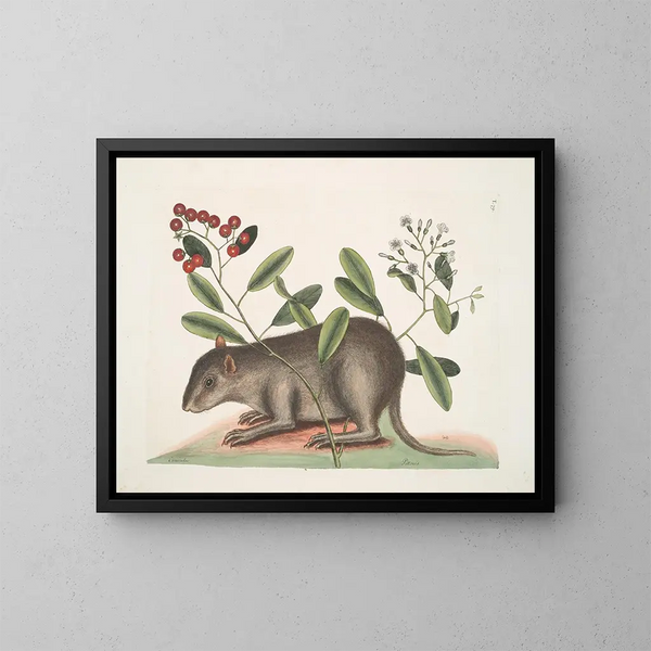 Cuniculus bahamensis, the Bahama coney - Mark Catesby — framed artwork on a wall