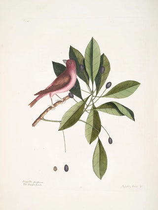 Mark Catesby - Fringilla purpurea The Purple Finch Tupelo Arbor c The Tupelo Tree.webp