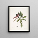 Fringilla purpurea Le Roselin pourpré Tupelo Arbor c L'arbre Tupelo - Mark Catesby — framed artwork on a wall