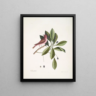 Mark Catesby - Fringilla purpurea The Purple Finch Tupelo Arbor c The Tupelo Tree.webp