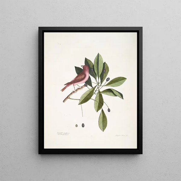 Fringilla purpurea Le Roselin pourpré Tupelo Arbor c L'arbre Tupelo - Mark Catesby — framed artwork on a wall