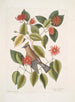 Buisson de feuilles de corne c Garullus carolinensis Le Bavard - Mark Catesby — artwork view