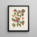 Buisson de feuilles de corne c Garullus carolinensis Le Bavard - Mark Catesby — framed artwork on a wall