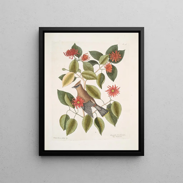 Buisson de feuilles de corne c Garullus carolinensis Le Bavard - Mark Catesby — framed artwork on a wall