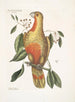 the bush of laurel with hanging leaves and knitted fruits with shiny black seeds Psitticus Paradisis of the Red Woods The Paradise Parrot - Mark Catesby — artwork view