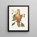 the bush of laurel with hanging leaves and knitted fruits with shiny black seeds Psitticus Paradisis of the Red Woods The Paradise Parrot - Mark Catesby — framed artwork on a wall