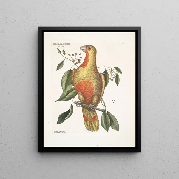the bush of laurel with hanging leaves and knitted fruits with shiny black seeds Psitticus Paradisis of the Red Woods The Paradise Parrot - Mark Catesby — framed artwork on a wall