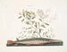 the green swordfish - Mark Catesby | Painting — artwork view