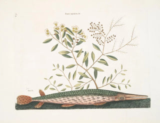 the green swordfish - Mark Catesby | Painting — artwork view