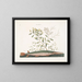 the green swordfish - Mark Catesby | Painting — framed artwork on a wall