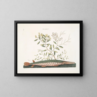 the green swordfish - Mark Catesby | Painting — framed artwork on a wall