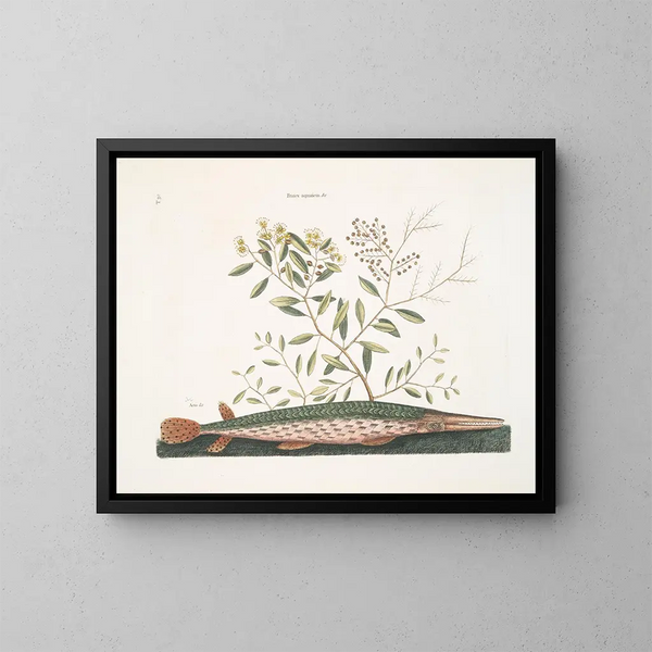 the green swordfish - Mark Catesby | Painting — framed artwork on a wall