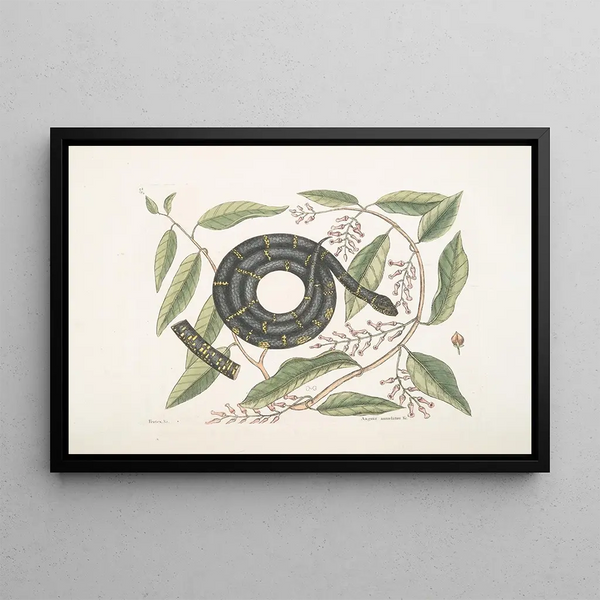 Frutex with coiled snake The Chain Snake - Mark Catesby — framed artwork on a wall