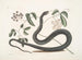 Frutex c Anguis c Le Serpent Noir - Mark Catesby — artwork view