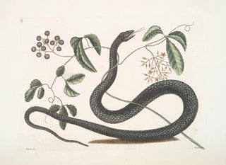 Frutex c Anguis c Le Serpent Noir - Mark Catesby — artwork view
