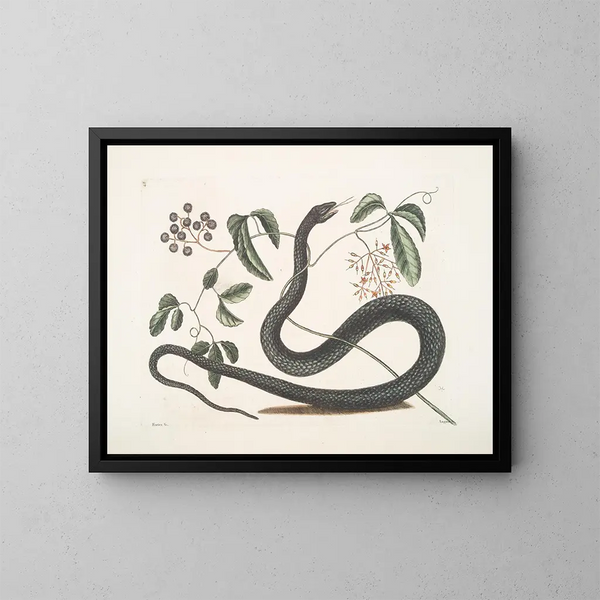 Frutex c Anguis c Le Serpent Noir - Mark Catesby — framed artwork on a wall