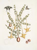 Bush c Papilio caudatus Carolinianus - Mark Catesby — artwork view