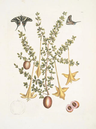 Mark Catesby - Frutex c Papilio caudatus Carolinianus.webp