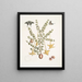 Bush c Papilio caudatus Carolinianus - Mark Catesby — framed artwork on a wall