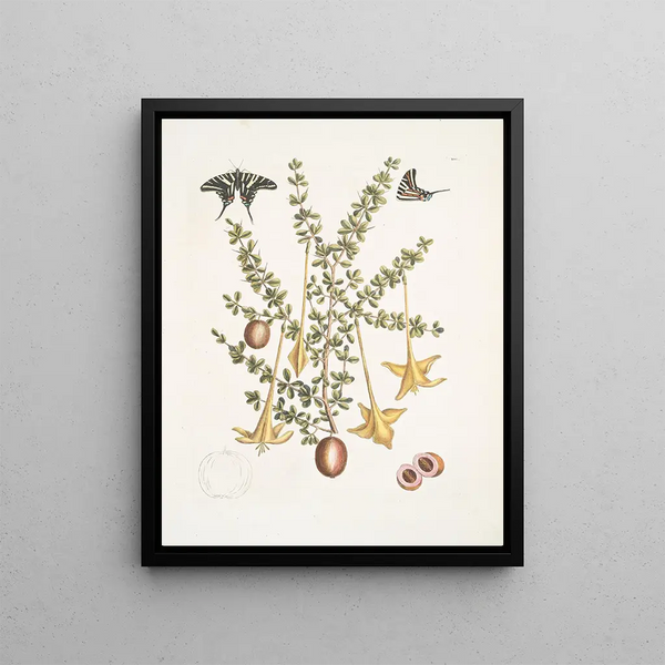 Bush c Papilio caudatus Carolinianus - Mark Catesby — framed artwork on a wall