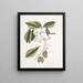 Frutex, parus fringillaris, le fringillon - Mark Catesby — framed artwork on a wall