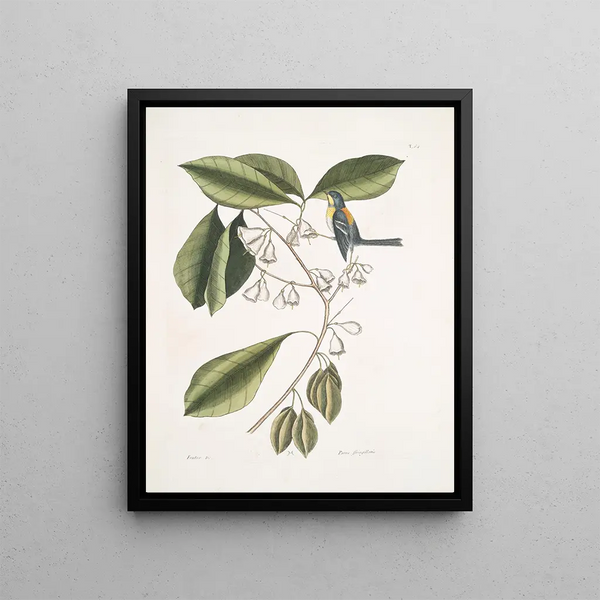 Frutex, parus fringillaris, le fringillon - Mark Catesby — framed artwork on a wall