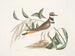 L'Tree of sorrel, the vociferous dunlin - Mark Catesby — artwork view