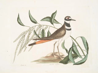 L'Tree of sorrel, the vociferous dunlin - Mark Catesby — artwork view
