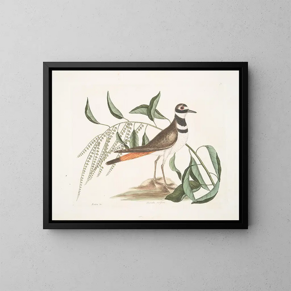 L'Tree of sorrel, the vociferous dunlin - Mark Catesby — framed artwork on a wall