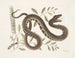 Frutex and Vipera Aquatica - Mark Catesby — artwork view