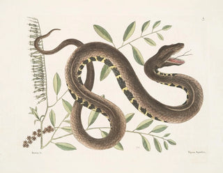 Frutex and Vipera Aquatica - Mark Catesby — artwork view