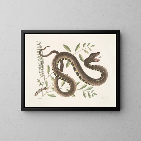 Frutex and Vipera Aquatica - Mark Catesby — framed artwork on a wall
